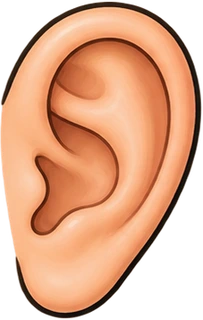 ear