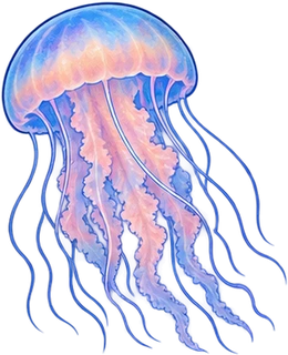 jellyfish