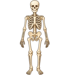 skeleton