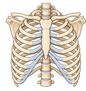 rib