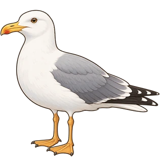seagull