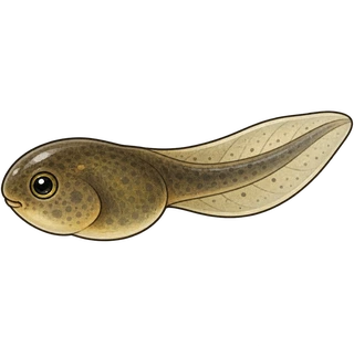 berudu