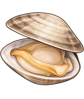 clam