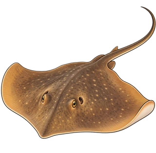 stingray
