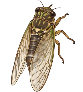 cigarra