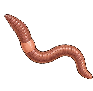 earthworm