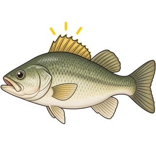fin